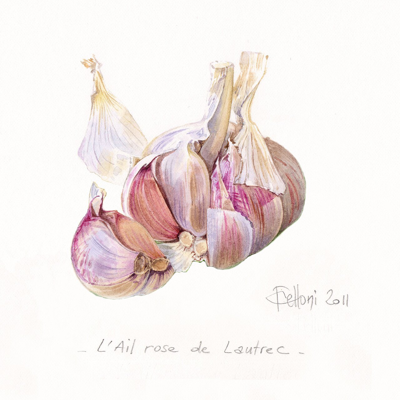 Botanical watercolor of pink Lautrec garlic cloves labeled L'Ail rose de Lautrec