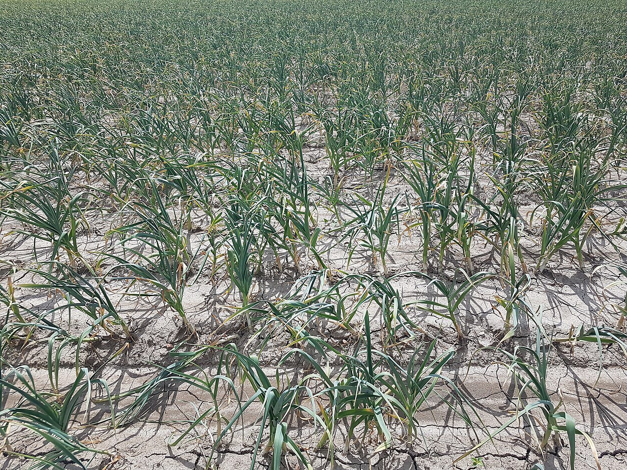 Rows of green garlic plants growing in dry cracked soil in a farm field