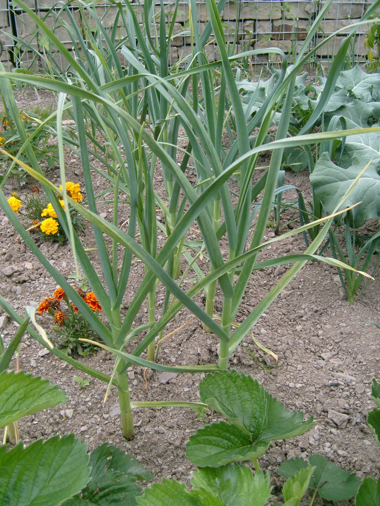 Young green garlic plants growing among marigolds in a garden plot