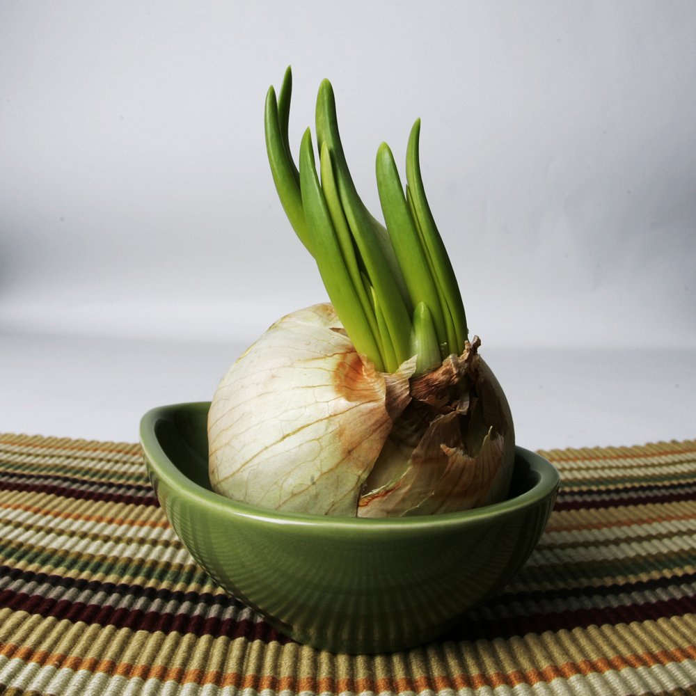 Sprouting allium bulb with tall green shoots in a small green ceramic bowl