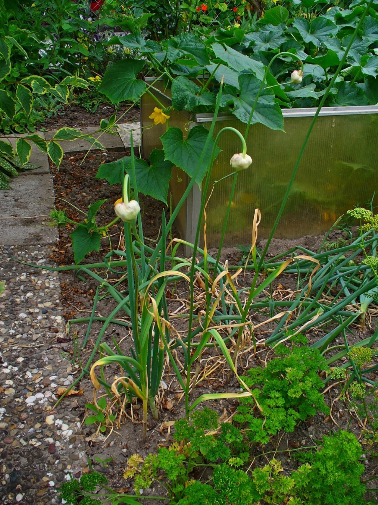 Garlic plants with curly scapes growing beside parsley in a garden bed